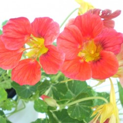 Sarkantyúka - Tropaeolum majus Balkoni Root Sarkantyúka - Tropaeolum majus Balkoni Root