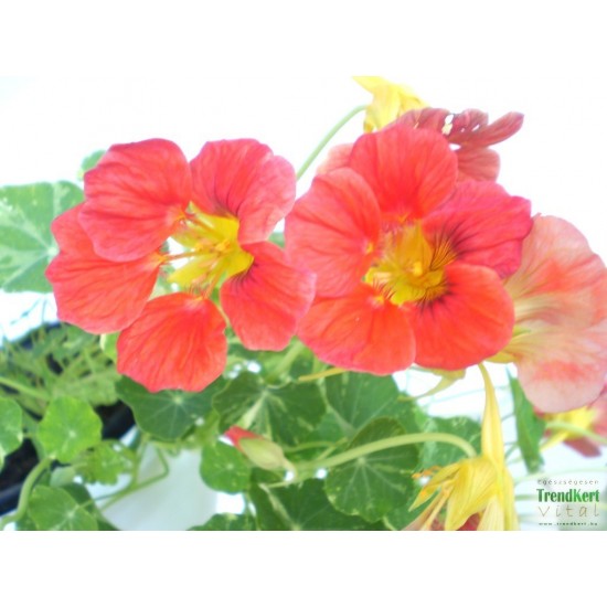 Sarkantyúka - Tropaeolum majus Balkoni Root Sarkantyúka - Tropaeolum majus Balkoni Root
