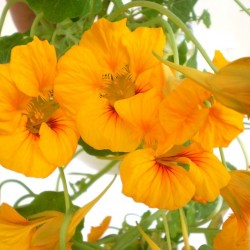 Sarkantyúka - Tropaeolum majus Balkoni Yellow Sarkantyúka - Tropaeolum majus Balkoni Yellow