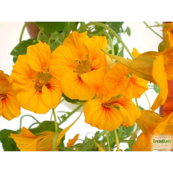 Sarkantyúka - Tropaeolum majus Balkoni Yellow Sarkantyúka - Tropaeolum majus Balkoni Yellow