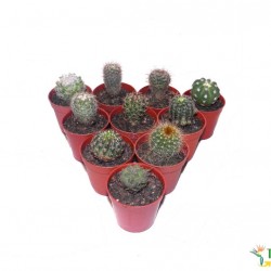 Kaktusz mix 10 db/csomag