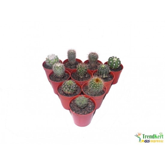 Kaktusz mix 10 db/csomag