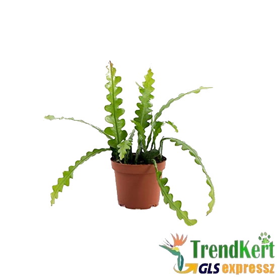 Levélkaktusz - Epiphyllum anguliger 8 O