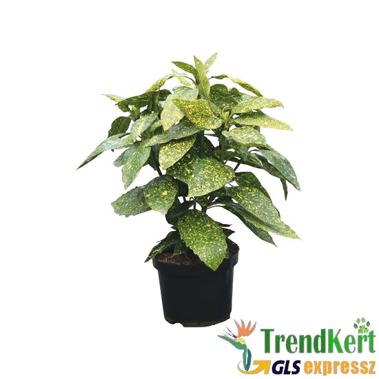 Japán babérsom - Aucuba japonica 14 O