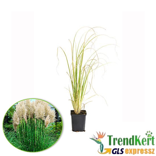 Pampafű - Cortaderia selloana Busch Pumila 23 O Pampafű - Cortaderia selloana Busch Pumila 23 O