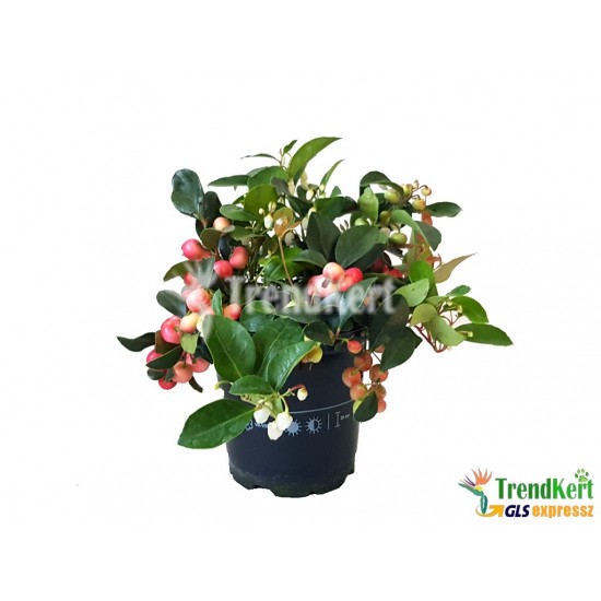Kúszó fajdbogyó - Gaultheria procumbens scheinbeere Kerti évelők Kúszó fajdbogyó - Gaultheria procumbens scheinbeere Kerti évelők