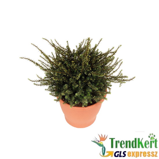 Erika mix - Erica darleyensis 12 O Erika mix - Erica darleyensis 12 O