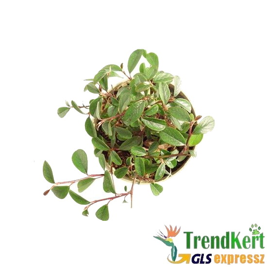 Kerti madárbirs - Cotoneaster dammeri Streibs Findling