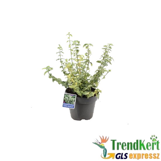 Kúszó kecskerágó zöld-fehér - Euonymus fortunei Harlequin 12 O