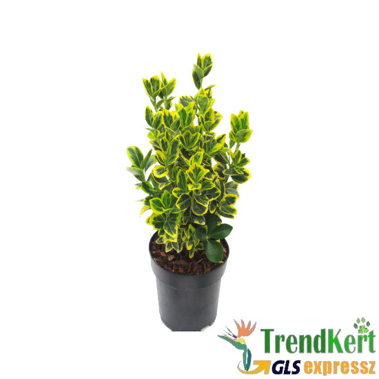 Kecskerágó sárgás-zöld - Euonymus japonicus GoldGreen 12 O