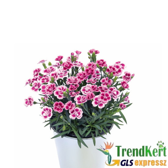 Szegfű - Dianthus Pink Kisses 9 O