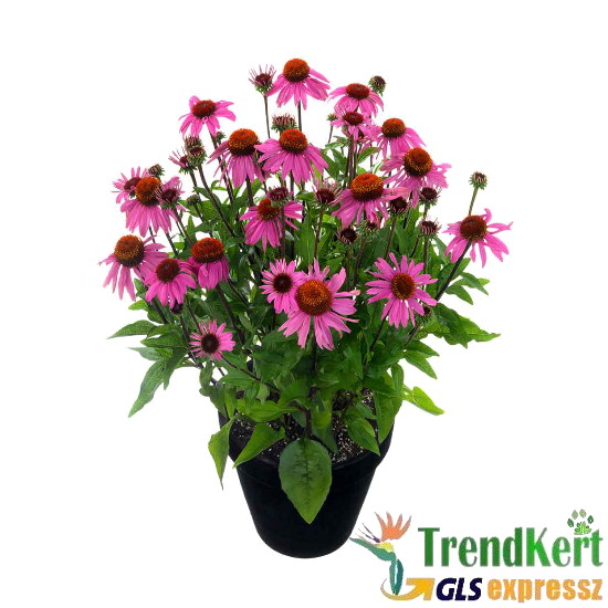 Kasvirág pink - Echinacea Hybrid Pink 12 O