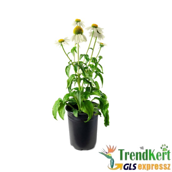 Kasvirág fehér - Echinacea Hybrid White 12 O