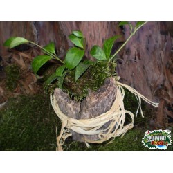 Kötöző rafia natúr