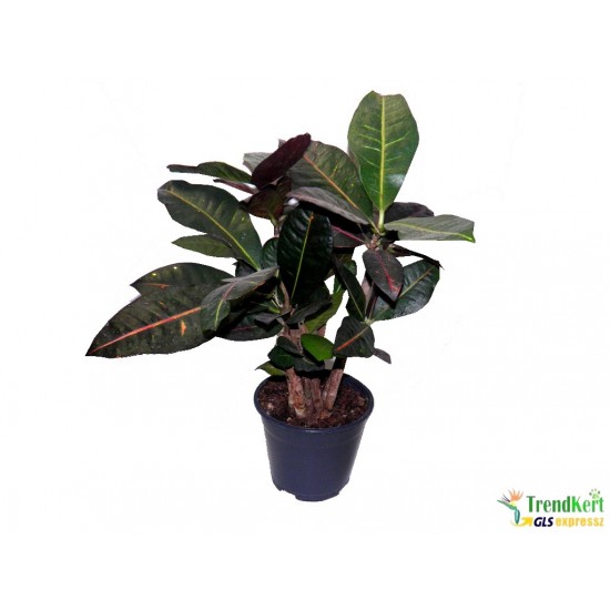 Codiaeum sp. - Kroton, csodacserje törzses Codiaeum sp. - Kroton, csodacserje törzses