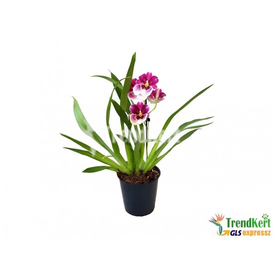 Árvácska orchidea - Miltonia sp. 01 Árvácska orchidea - Miltonia sp. 01