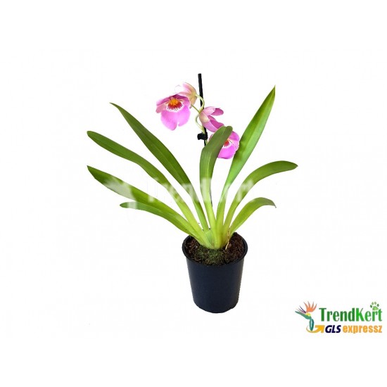 Árvácska orchidea - Miltonia sp. 02 Árvácska orchidea - Miltonia sp. 02