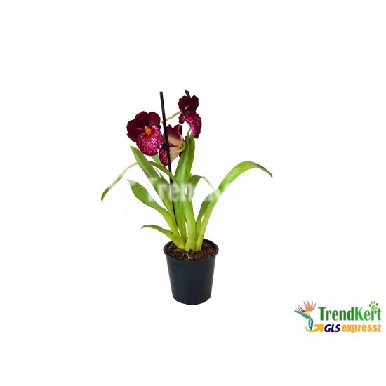 Árvácska orchidea - Miltonia sp. 03 Árvácska orchidea - Miltonia sp. 03