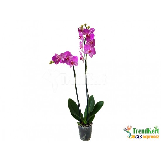 Pillekosbor orchidea - Phalaenopsis Extra-sp. 01 Pillekosbor orchidea - Phalaenopsis Extra-sp. 01