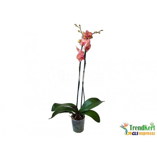 Pillekosbor orchidea - Phalaenopsis Extra-sp. 02 Pillekosbor orchidea - Phalaenopsis Extra-sp. 02