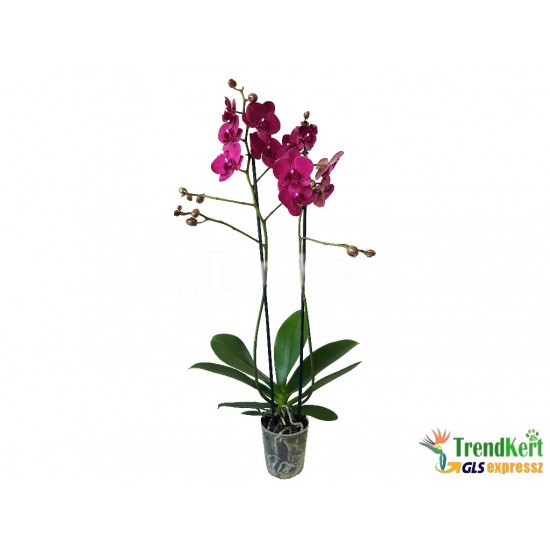 Pillekosbor orchidea - Phalaenopsis Extra-sp. 03 Pillekosbor orchidea - Phalaenopsis Extra-sp. 03