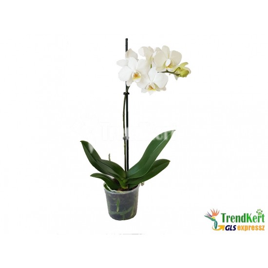 Pillekosbor orchidea - Phalaenopsis Mini sp. 01