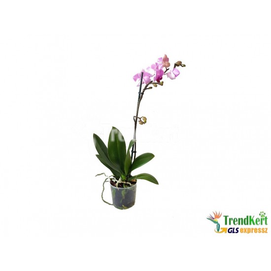 Pillekosbor orchidea - Phalaenopsis Mini sp. 02