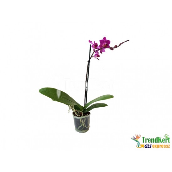 Pillekosbor orchidea - Phalaenopsis Mini sp. 03