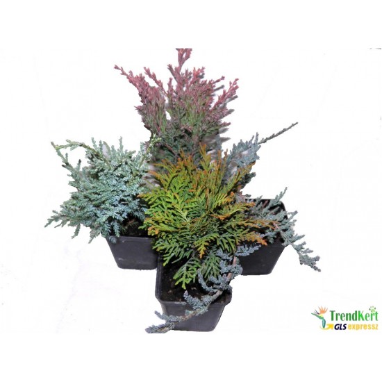 Conifer mix - Tuja mix 4 db/csomag