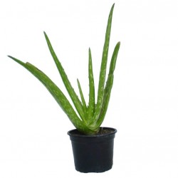 Aloé orvosi - Aloe vera