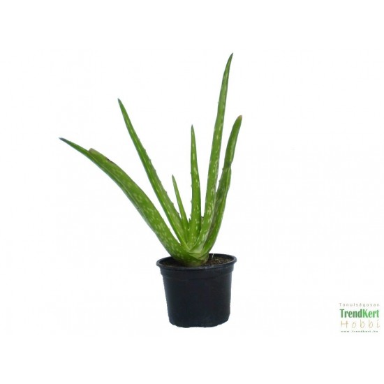 Aloé orvosi - Aloe vera Aloé orvosi - Aloe vera