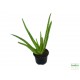 Aloé orvosi - Aloe vera Aloé orvosi - Aloe vera