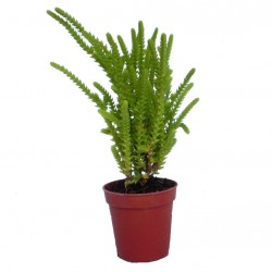 Pikkelylevelű pozsga - Crassula muscosa Pikkelylevelű pozsga - Crassula muscosa