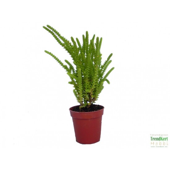Pikkelylevelű pozsga - Crassula muscosa