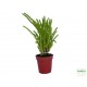 Pikkelylevelű pozsga - Crassula muscosa