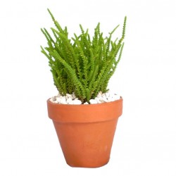 Pikkelylevelű pozsga - Crassula muscosa Pikkelylevelű pozsga - Crassula muscosa