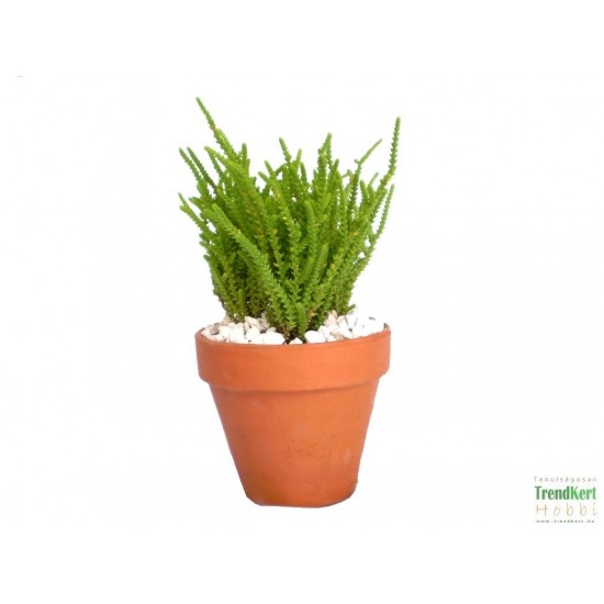 Pikkelylevelű pozsga - Crassula muscosa Pikkelylevelű pozsga - Crassula muscosa