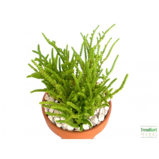 Pikkelylevelű pozsga - Crassula muscosa Pikkelylevelű pozsga - Crassula muscosa