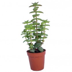 Pozsga - Crassula perforata Pozsga - Crassula perforata