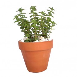 Pozsga - Crassula perforata Pozsga - Crassula perforata