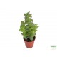 Pozsga - Crassula perforata Pozsga - Crassula perforata