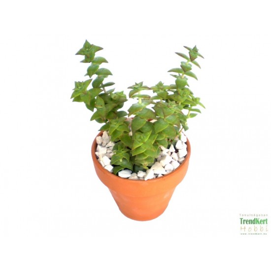 Pozsga - Crassula perforata Pozsga - Crassula perforata
