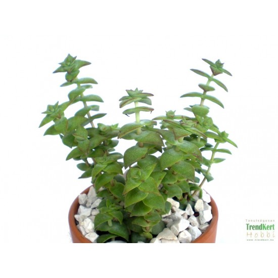 Pozsga - Crassula perforata Pozsga - Crassula perforata