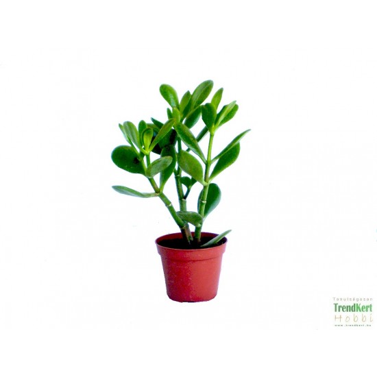 Pozsga fa - Crassula ovata Pozsga fa - Crassula ovata