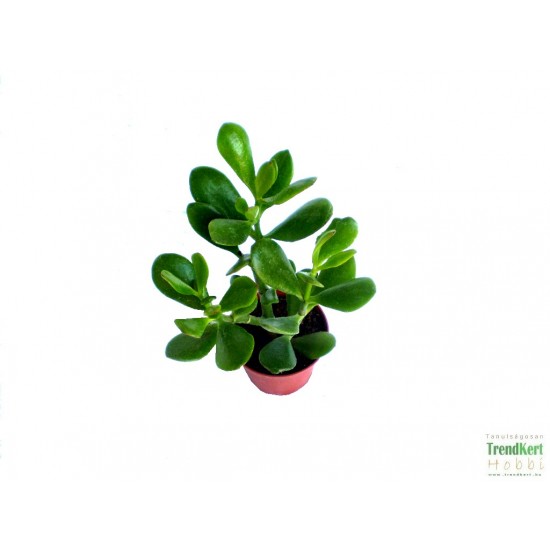 Pozsga fa - Crassula ovata Pozsga fa - Crassula ovata