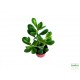 Pozsga fa - Crassula ovata Pozsga fa - Crassula ovata