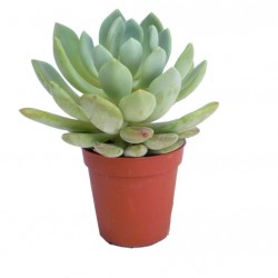 Amerikai kövirózsa - Echeveria hookeri Amerikai kövirózsa - Echeveria hookeri