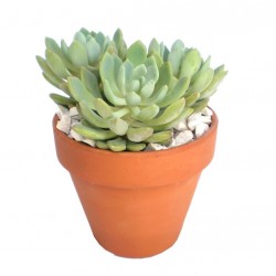 Amerikai kövirózsa - Echeveria hookeri Amerikai kövirózsa - Echeveria hookeri