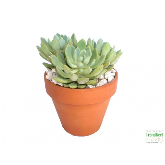 Amerikai kövirózsa - Echeveria hookeri Amerikai kövirózsa - Echeveria hookeri