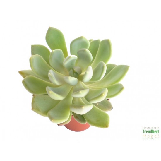 Amerikai kövirózsa - Echeveria hookeri 